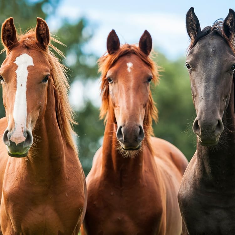 Elevate Every Equestrian Journey