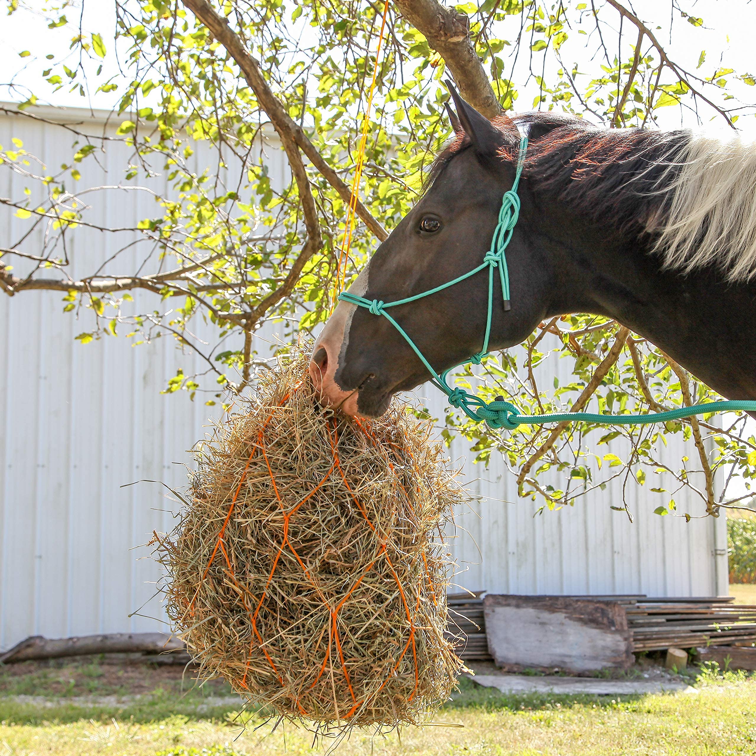 Majestic Ally 1/4" Rope 4 Knot Stiff Polyester Training Halter with 10’ Matching Lead Rope for Horses – Full (Turquoise, Full) - Image 5
