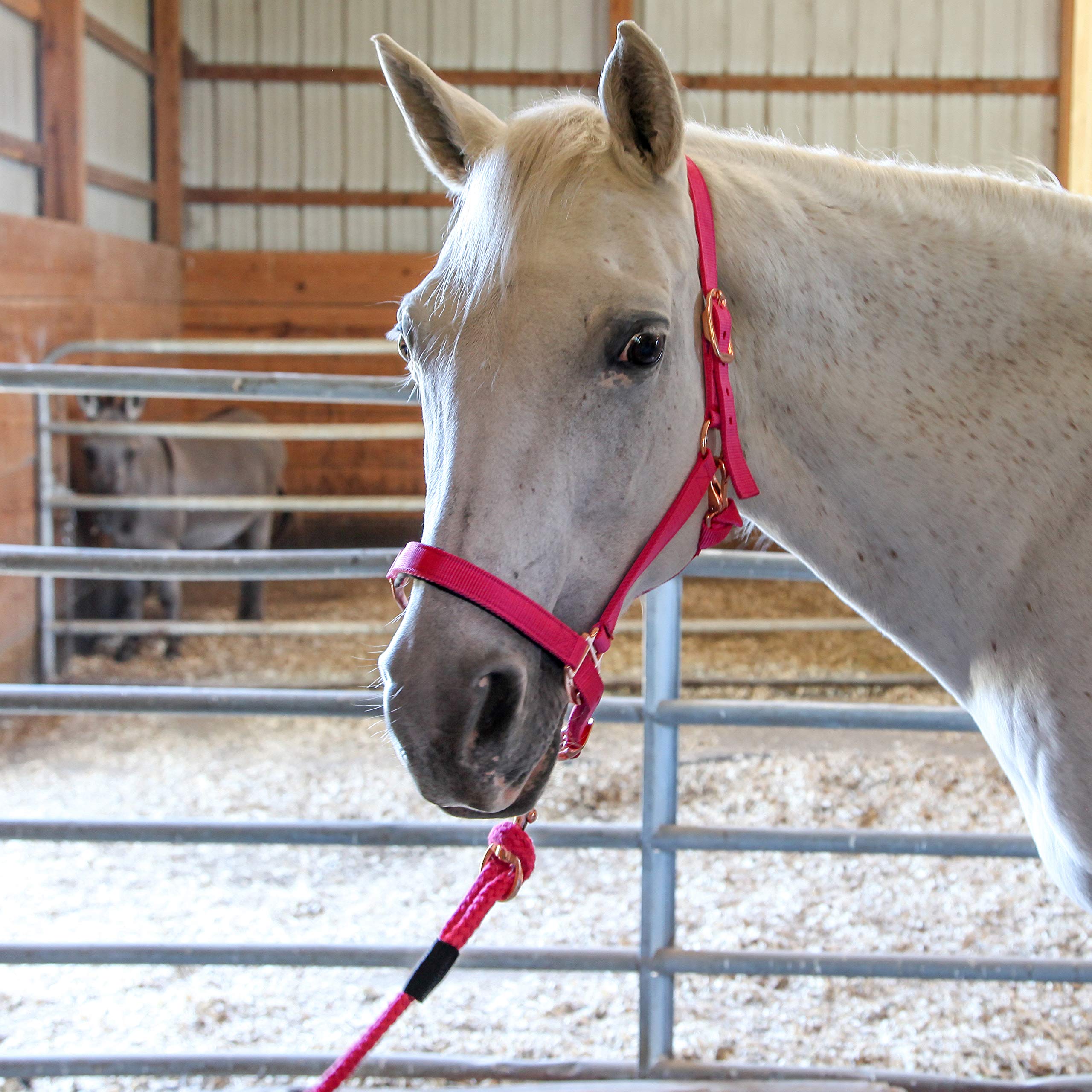 Majestic Ally Halter with Lead Rope for Horses–Adjustable Chin and Crown–Rolled Throat Latch with Replaceable Snap–Padded Noseband–Heavy Duty Rose Gold Finish Hardware - Image 4