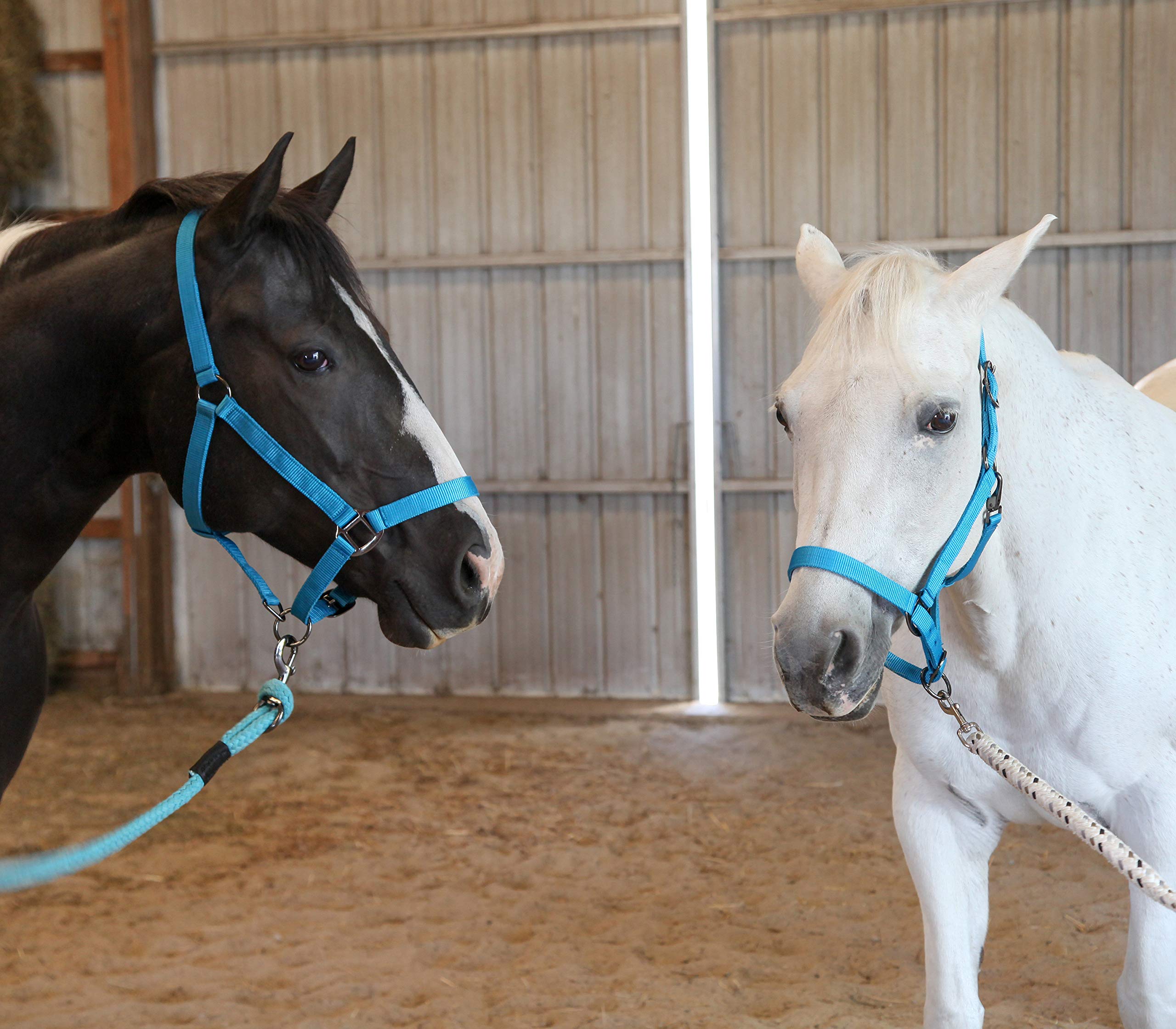 Majestic Ally Pack of 2 Adjustable Halter for Horses–Adjustable Chin and Crown– Sewn-in Throat Snap Hook- Heavy Duty Rose Gold or Black Nickel Finish Hardware–Full - Image 6